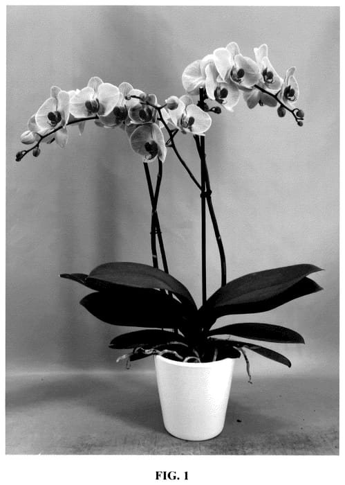 Figure 1 of US plant patent PP35661, the photograph of PHA601241 printed in the patent.