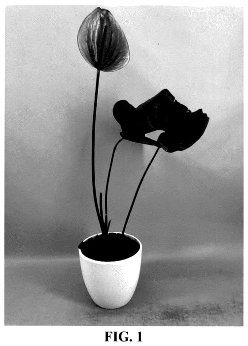 Figure 1 of US plant patent PP35662, the photograph of AN2684808 printed in the patent.