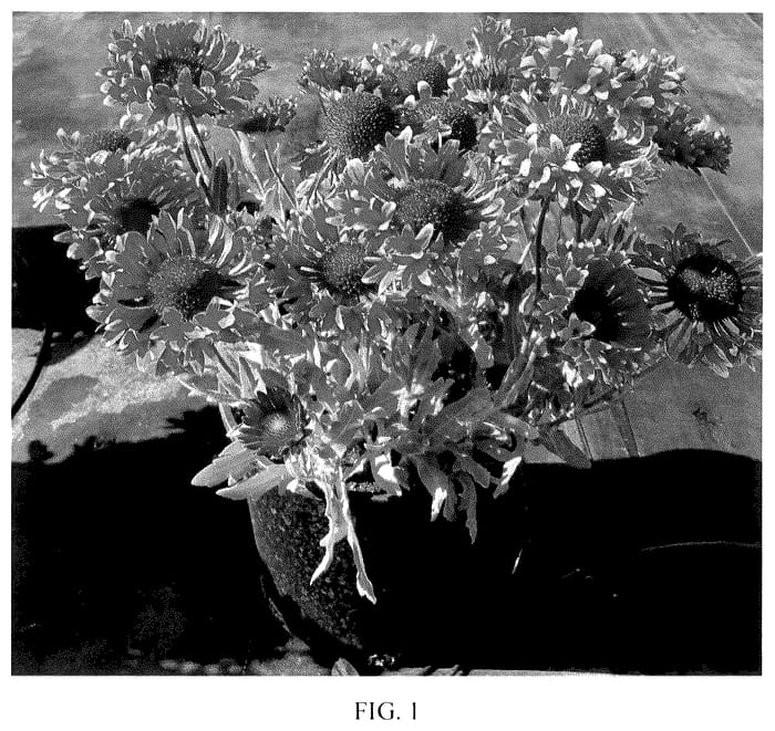 Figure 1 of US plant patent PP35663, the photograph of Fanfare Serenade printed in the patent.