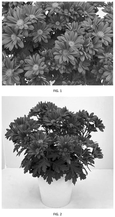 Figure 1 of US plant patent PP35664, the photograph of CIDZ0120 printed in the patent.