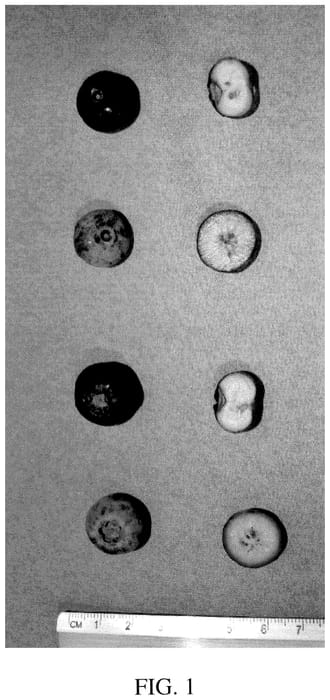 Figure 1 of US plant patent PP35665, the photograph of DrisBlueTwentyNine printed in the patent.