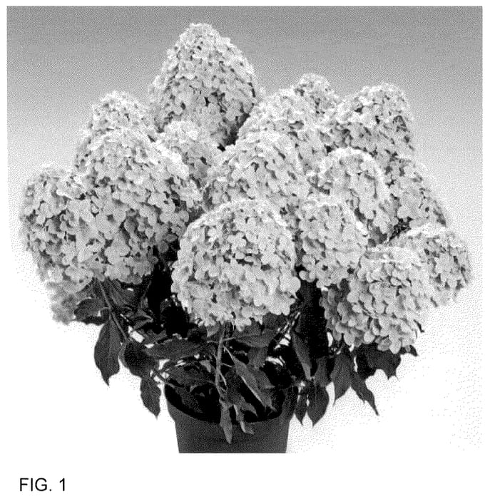 Figure 1 of US plant patent PP35666, the photograph of HP221905 printed in the patent.