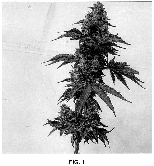 Figure 1 of US plant patent PP35667, the photograph of AFZ printed in the patent.