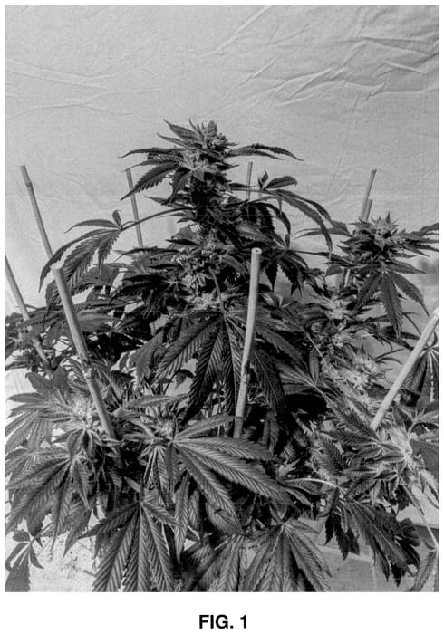 Figure 1 of US plant patent PP35668, the photograph of ZLT printed in the patent.