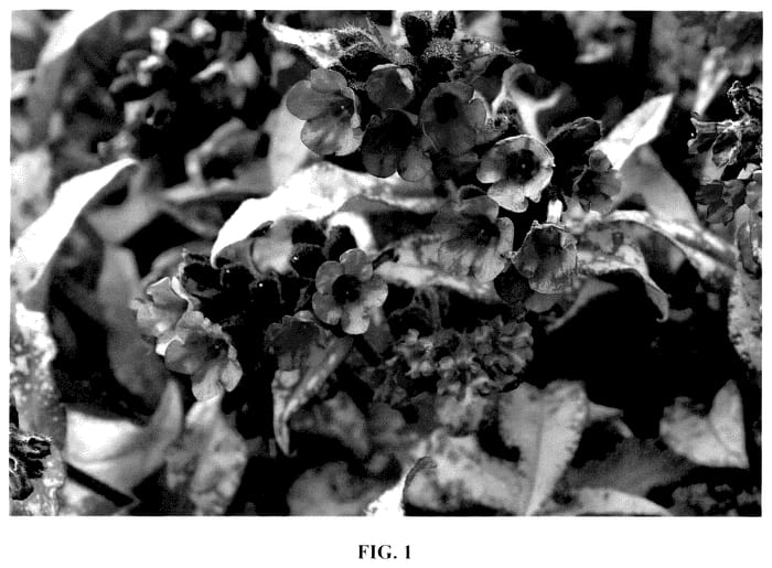 Figure 1 of US plant patent PP35669, the photograph of Silver Scimitar printed in the patent.