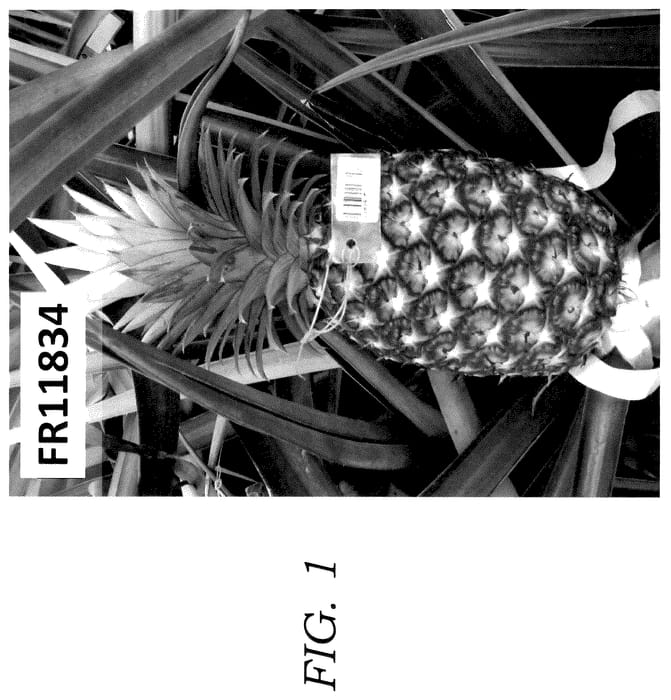 Figure 1 of US plant patent PP35670, the photograph of FR11834 printed in the patent.