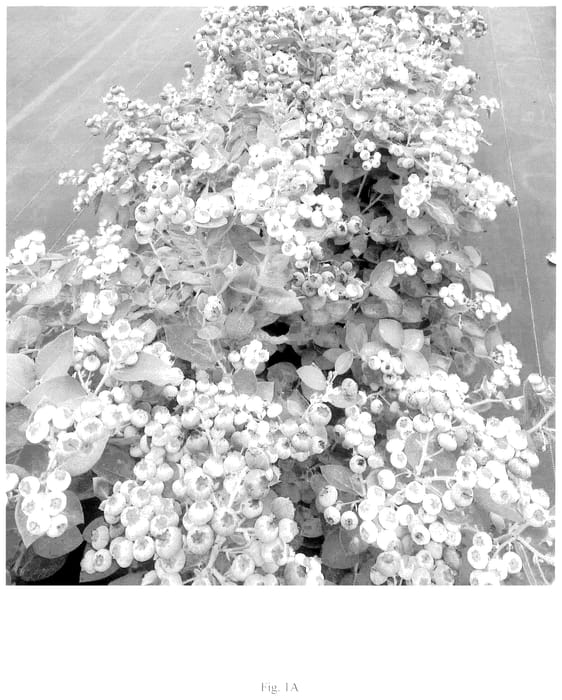 Figure 1 of US plant patent PP35671, the photograph of BB14-112PT-2 printed in the patent.