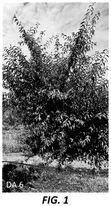 Figure 1 of US plant patent PP35672, the photograph of DA 6 printed in the patent.