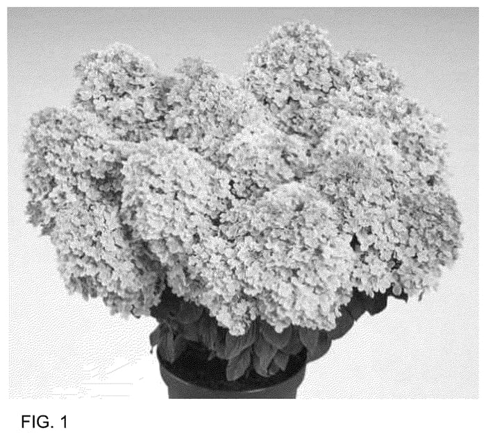 Figure 1 of US plant patent PP35673, the photograph of HP221902 printed in the patent.