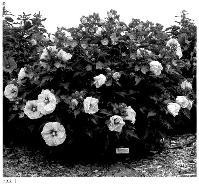 Figure 1 of US plant patent PP35674, the photograph of All Eyes on Me printed in the patent.