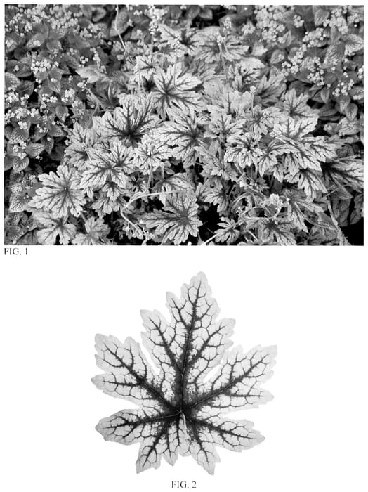 Figure 1 of US plant patent PP35675, the photograph of Capture the Flag printed in the patent.