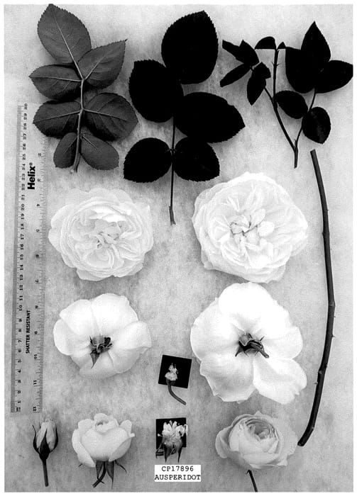 Figure 1 of US plant patent PP35676, the photograph of AUSperidot printed in the patent.