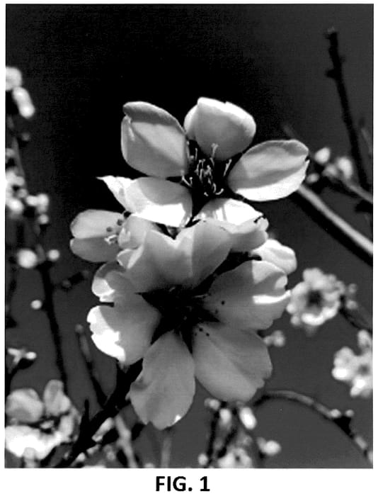 Figure 1 of US plant patent PP35678, the photograph of Buralmfour printed in the patent.