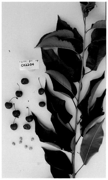 Figure 1 of US plant patent PP35679, the photograph of Sucherry3 printed in the patent.