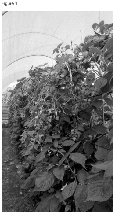 Figure 1 of US plant patent PP35680, the photograph of Ofelia SO printed in the patent.