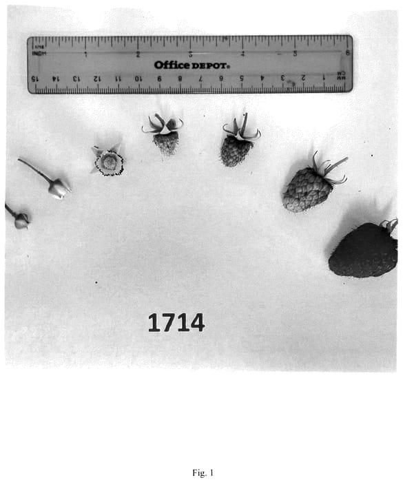 Figure 1 of US plant patent PP35681, the photograph of HFG 1714 printed in the patent.