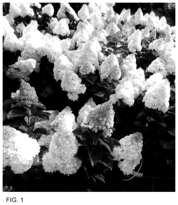 Figure 1 of US plant patent PP35682, the photograph of HP221901 printed in the patent.