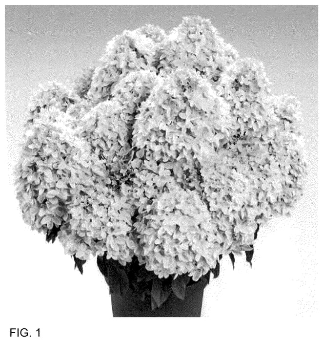 Figure 1 of US plant patent PP35683, the photograph of HP221906 printed in the patent.