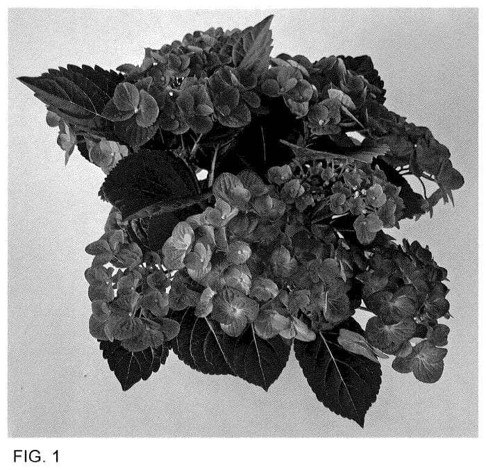Figure 1 of US plant patent PP35684, the photograph of H223905 printed in the patent.
