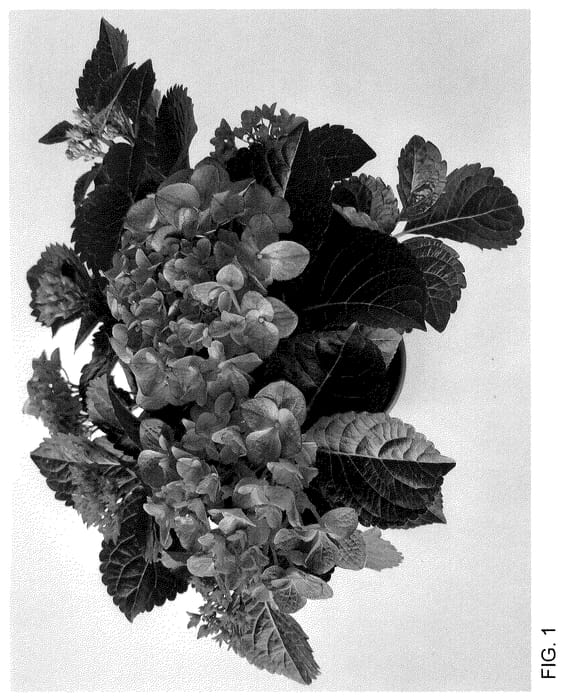 Figure 1 of US plant patent PP35685, the photograph of H223906 printed in the patent.