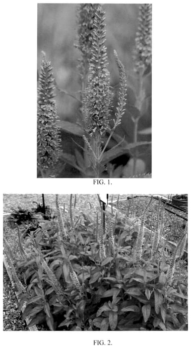 Figure 1 of US plant patent PP35686, the photograph of Seaside printed in the patent.