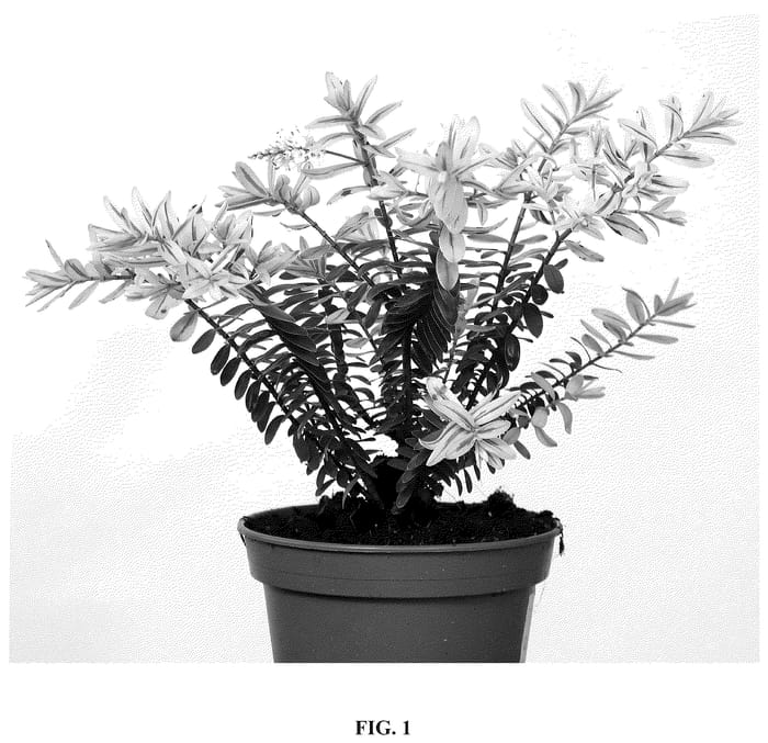 Figure 1 of US plant patent PP35687, the photograph of Humdime printed in the patent.