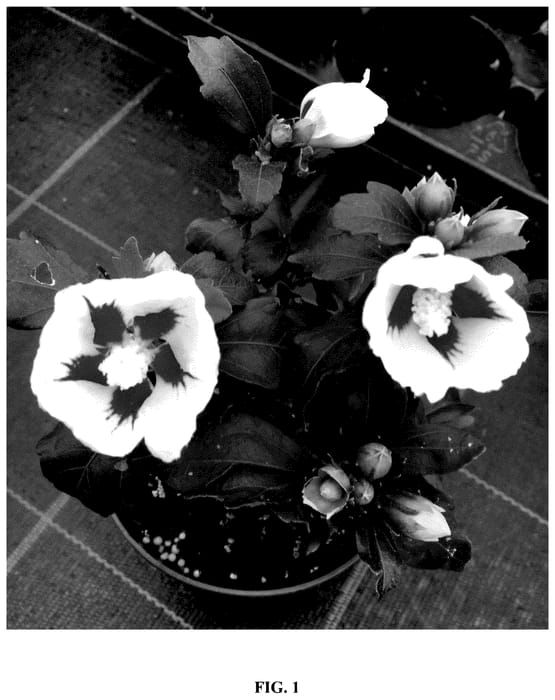 Figure 1 of US plant patent PP35688, the photograph of Woojeon printed in the patent.