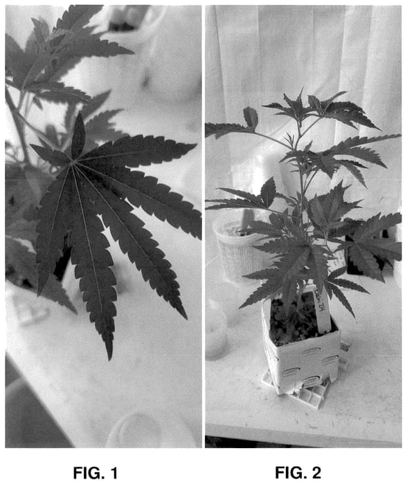 Figure 1 of US plant patent PP35689, the photograph of ZUCHI printed in the patent.