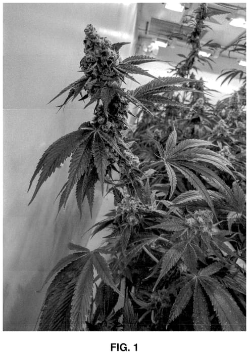 Figure 1 of US plant patent PP35690, the photograph of TZT printed in the patent.