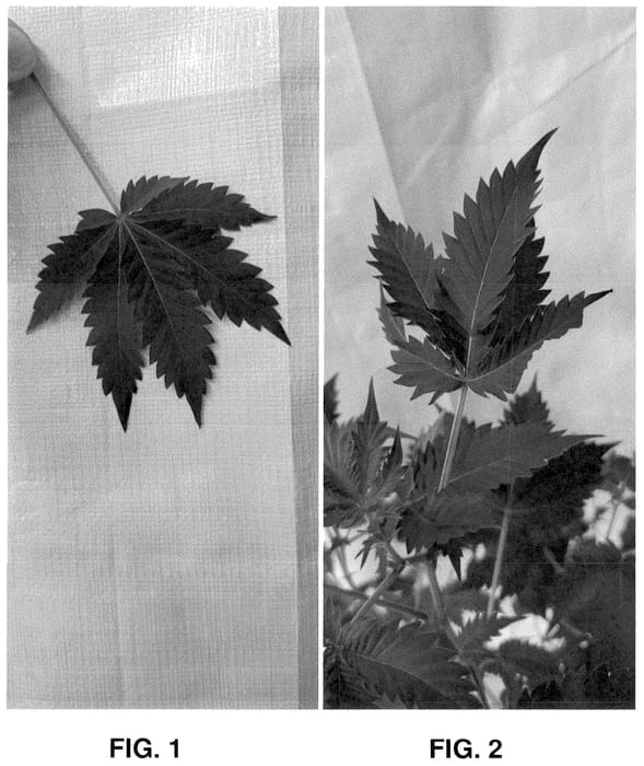 Figure 1 of US plant patent PP35691, the photograph of POI printed in the patent.