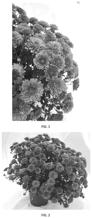 Figure 1 of US plant patent PP35692, the photograph of CIFZ0100 printed in the patent.