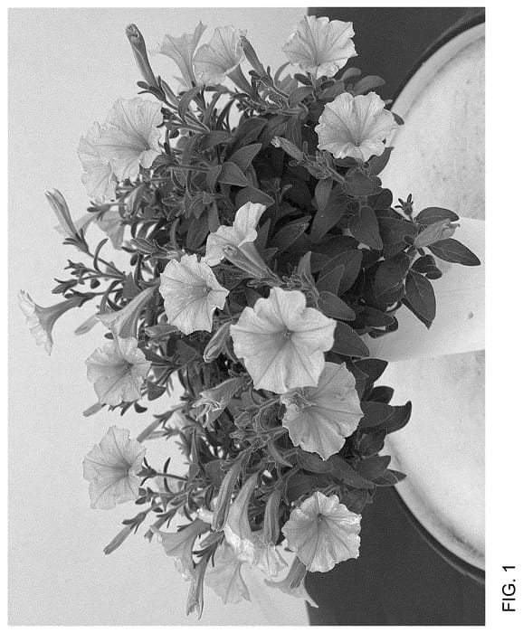 Figure 1 of US plant patent PP35694, the photograph of WGPESMVYEL printed in the patent.