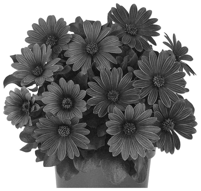 Figure 1 of US plant patent PP35695, the photograph of Doostmardarli printed in the patent.