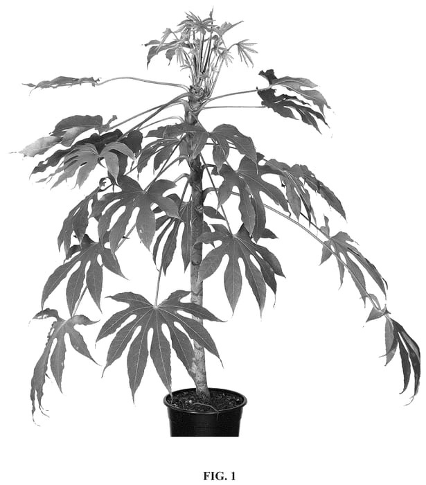 Figure 1 of US plant patent PP35696, the photograph of HBFP03 printed in the patent.