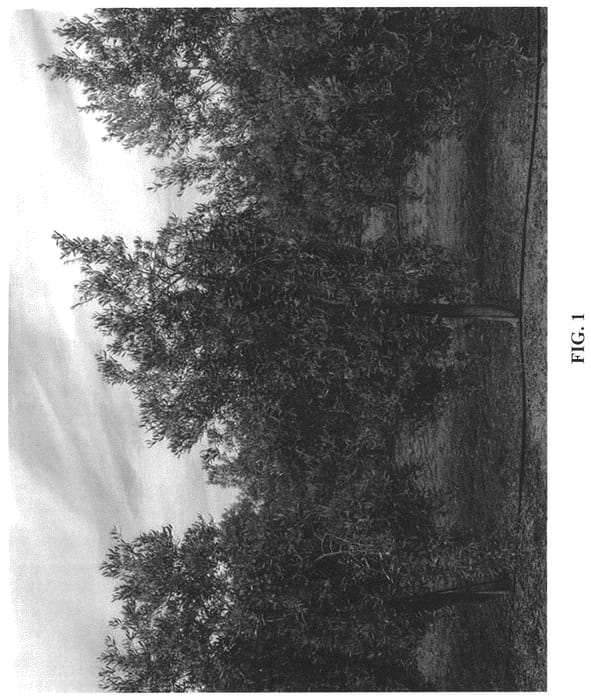 Figure 1 of US plant patent PP35698, the photograph of I-20 printed in the patent.