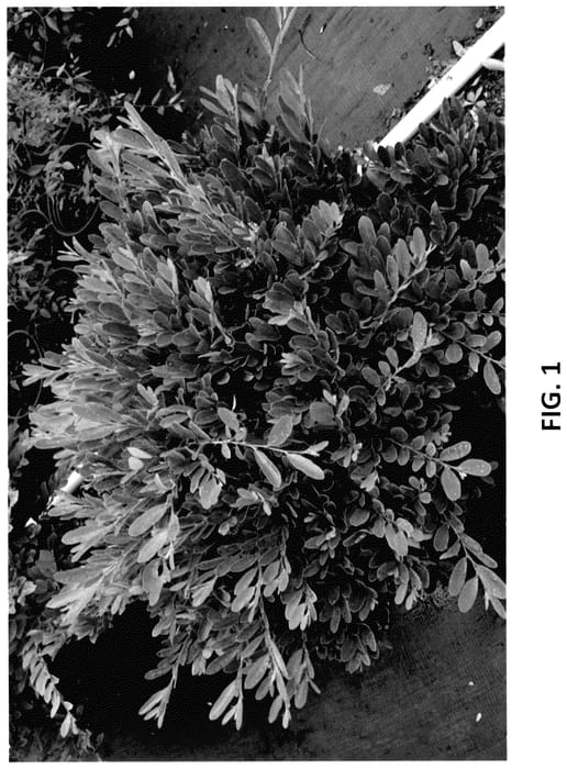Figure 1 of US plant patent PP35699, the photograph of DISmd-15-18 printed in the patent.