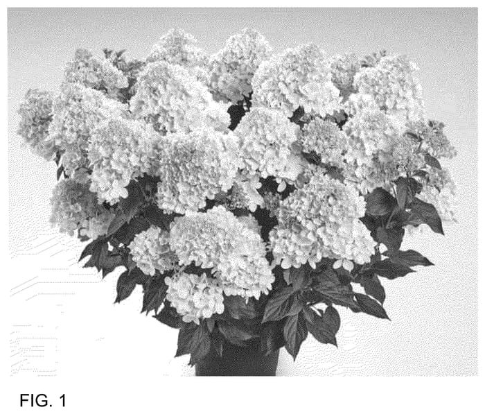 Figure 1 of US plant patent PP35700, the photograph of HP221903 printed in the patent.