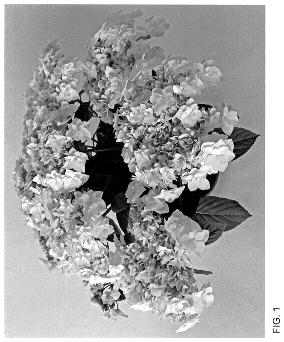 Figure 1 of US plant patent PP35701, the photograph of H223902 printed in the patent.