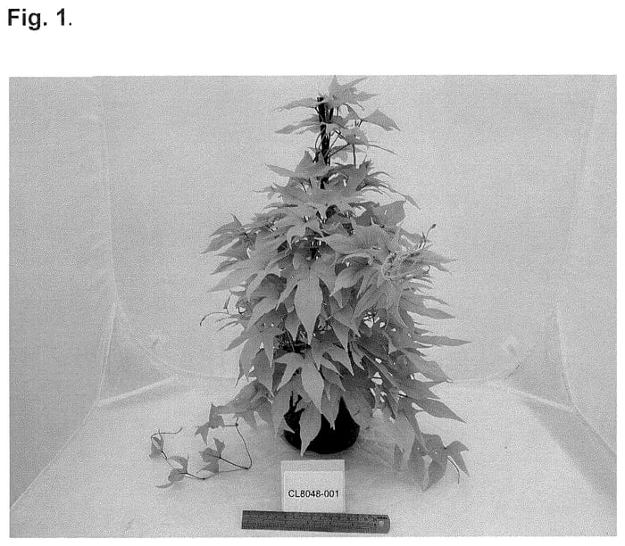 Figure 1 of US plant patent PP35702, the photograph of NCORNSP-028SCKL printed in the patent.