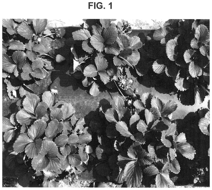 Figure 1 of US plant patent PP35703, the photograph of SB_14_028-025 printed in the patent.