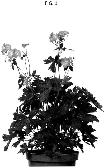 Figure 1 of US plant patent PP35704, the photograph of MACGER002 printed in the patent.