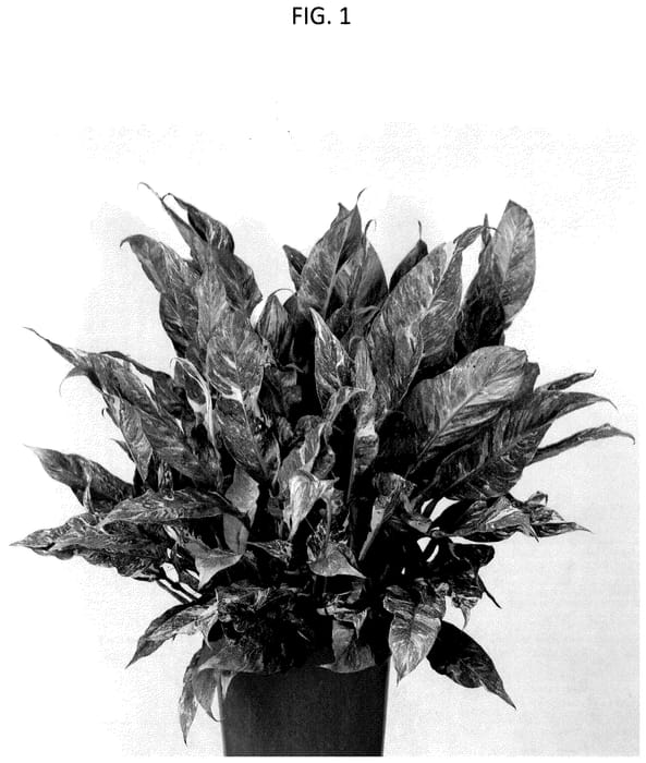 Figure 1 of US plant patent PP35705, the photograph of BROJEDIABO printed in the patent.