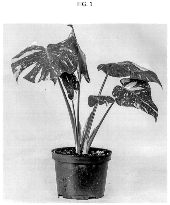 Figure 1 of US plant patent PP35706, the photograph of Sumi1 printed in the patent.