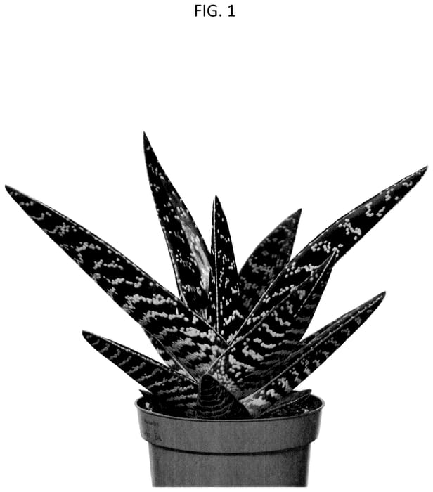 Figure 1 of US plant patent PP35707, the photograph of OVROCKS11 printed in the patent.