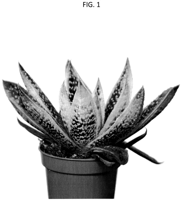 Figure 1 of US plant patent PP35708, the photograph of OVROCKS10 printed in the patent.