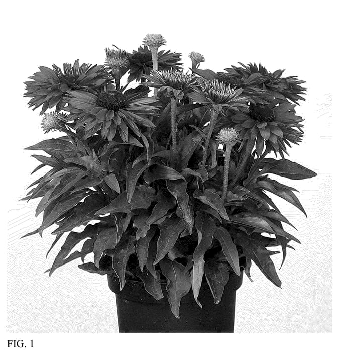 Figure 1 of US plant patent PP35709, the photograph of IFECSSSWFU printed in the patent.
