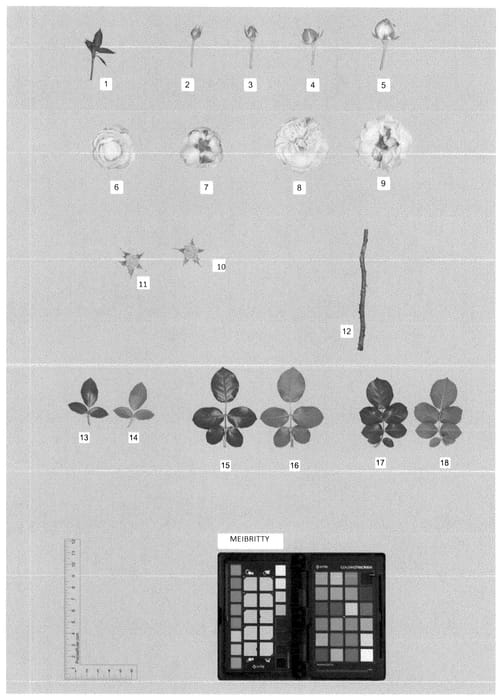 Figure 1 of US plant patent PP35716, the photograph of MEIBRITTY printed in the patent.