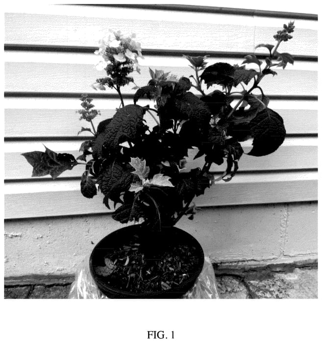 Figure 1 of US plant patent PP35717, the photograph of Bocotoso printed in the patent.
