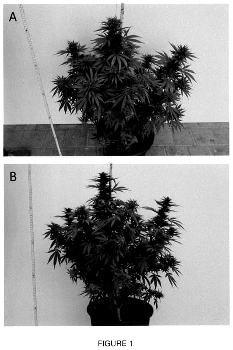 Figure 1 of US plant patent PP35718, the photograph of Pure Red 3 printed in the patent.