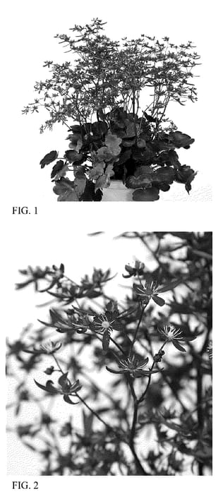 Figure 1 of US plant patent PP35719, the photograph of SH 1934 printed in the patent.
